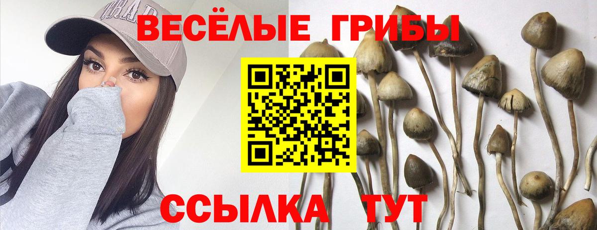 Гагарин  Галлюциногенные грибы Magic Shrooms  что такое   Вход с VPN  Псилоцибиновые грибы Psilocybe 